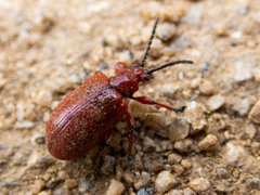 Lilioceris merdigera