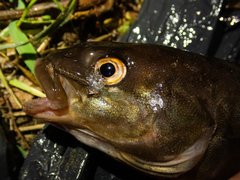 Pleurogrammus azonus