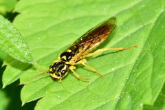 Pamphilius vafer