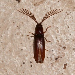 Dicrepidius palmatus