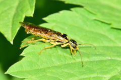 Pamphilius vafer