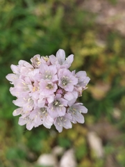 Armeria arenaria