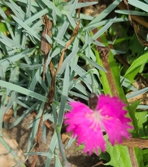 Dianthus seguieri