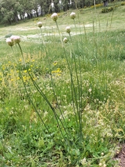 Armeria arenaria