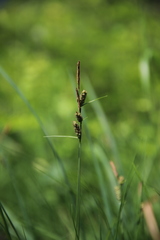 Carex tomentosa