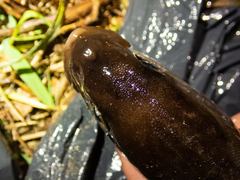 Pleurogrammus azonus