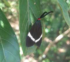 Pidorus