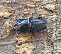 Figulus binodulus