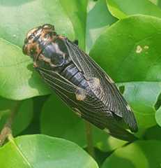 Balinta tenebricosa