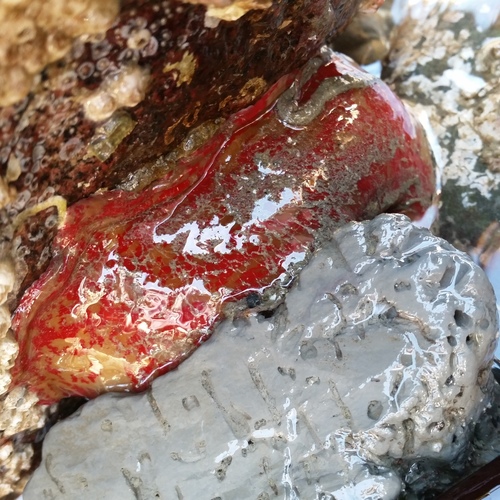 Urticina grebelnyi