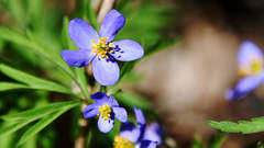 Anemonoides caerulea