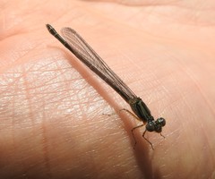 Paracercion calamorum