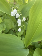 Convallaria pseudomajalis