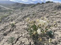 Abronia glabrifolia