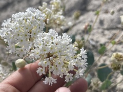 Abronia glabrifolia