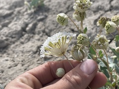 Abronia glabrifolia