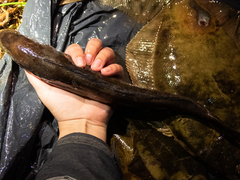 Pleurogrammus azonus