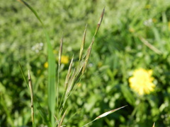 Bromus inermis