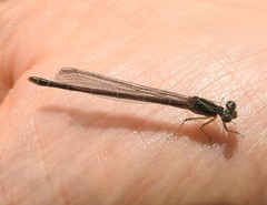 Paracercion calamorum