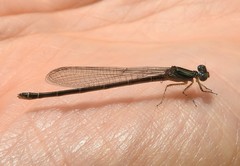 Paracercion calamorum