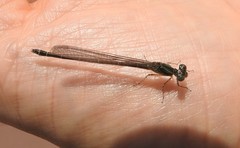 Paracercion calamorum