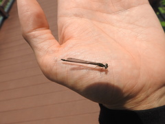 Paracercion calamorum