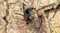 Clitellaria ephippium