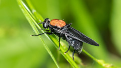 Clitellaria ephippium