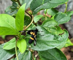 Amata sperbius