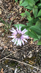 Monarda bradburiana