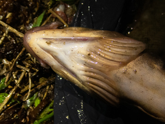 Pleurogrammus azonus