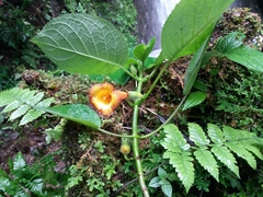 Gesnerieae