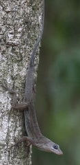 Anolis nelsoni