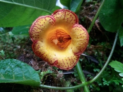 Gesnerieae