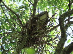 Nycticorax nycticorax
