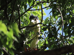 Nycticorax nycticorax