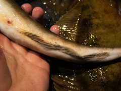 Pleurogrammus azonus