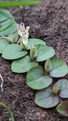 Andrographis serpyllifolia