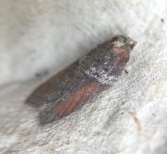 Acleris celiana