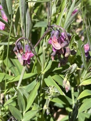 Lathyrus vernus