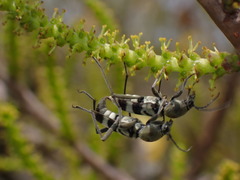 Chlorophorus reductus