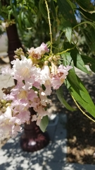 × chitalpa tashkentensis