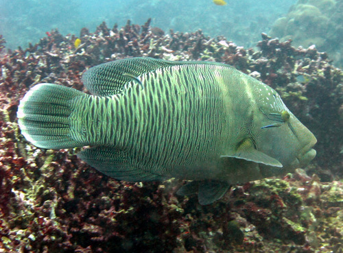 Napoleon wrasse