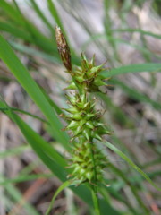 Carex viridula