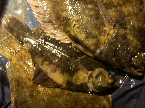 Dark Flounder