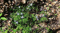 Anemonoides caerulea