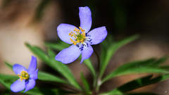 Anemonoides caerulea