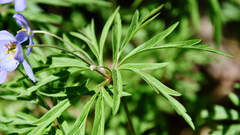 Anemonoides caerulea