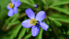 Anemonoides caerulea