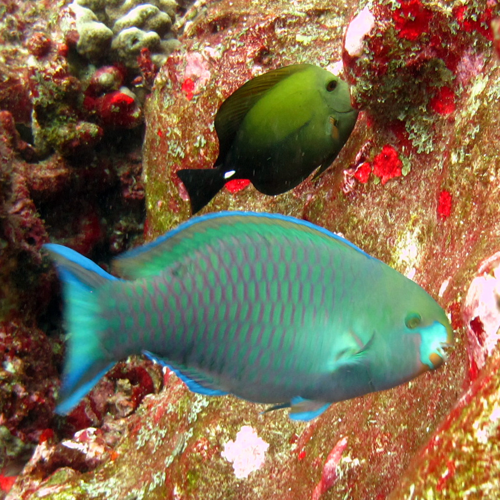 Green-snout Parrotfish
